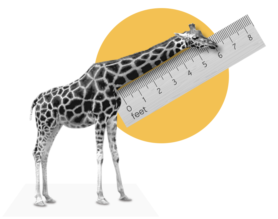 A giraffe's neck being measured with a big ruler