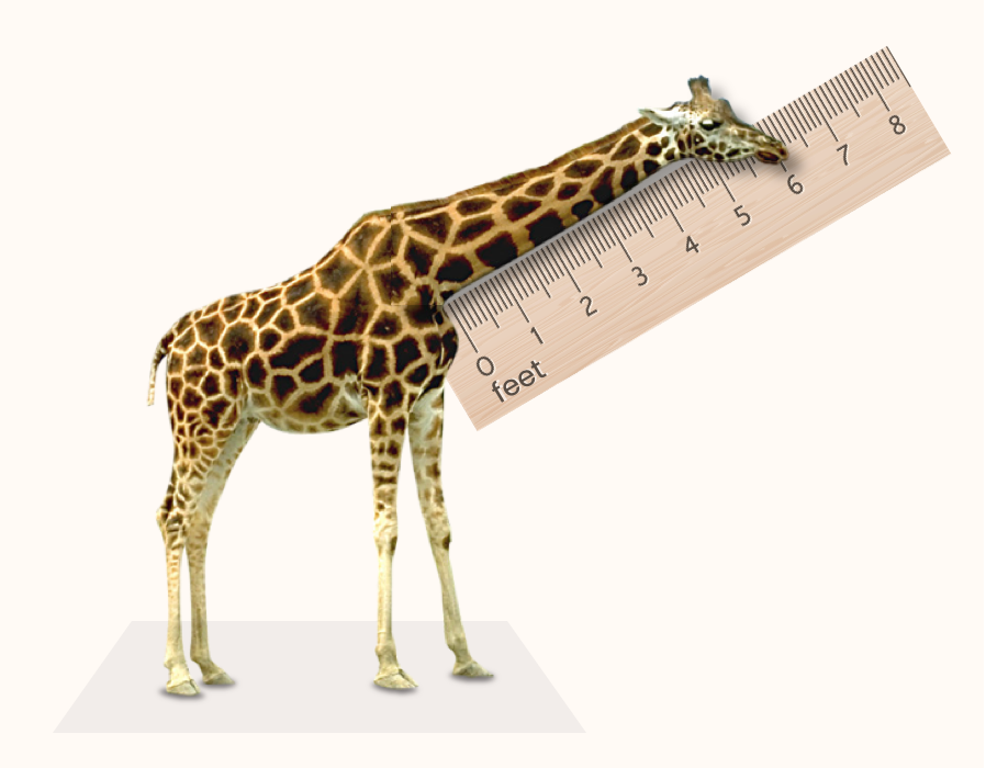 A giraffe has its neck measured with a big ruler.