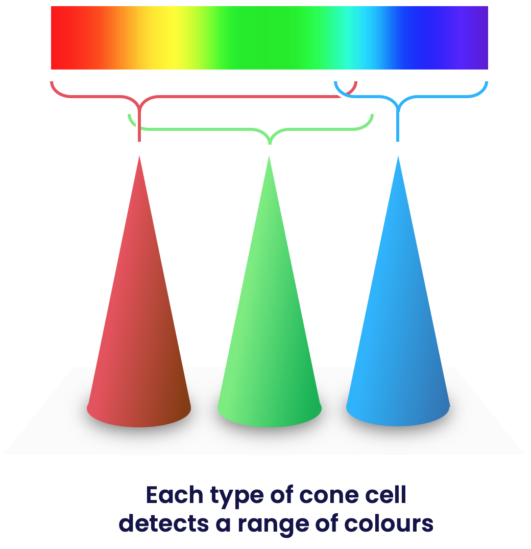 cones and spectrum