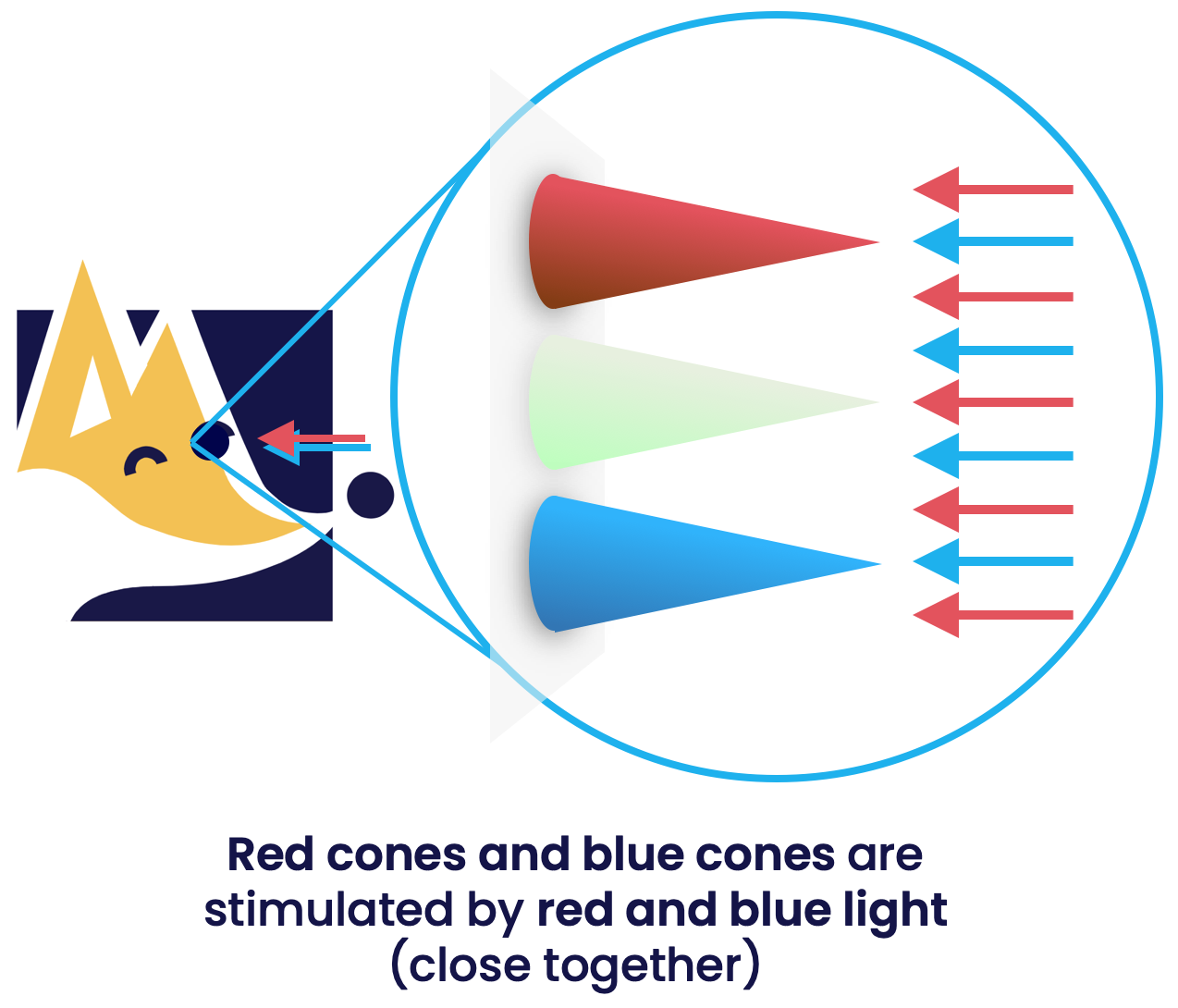 red and blue cones activated