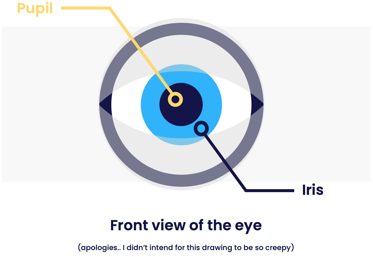 front view of eye