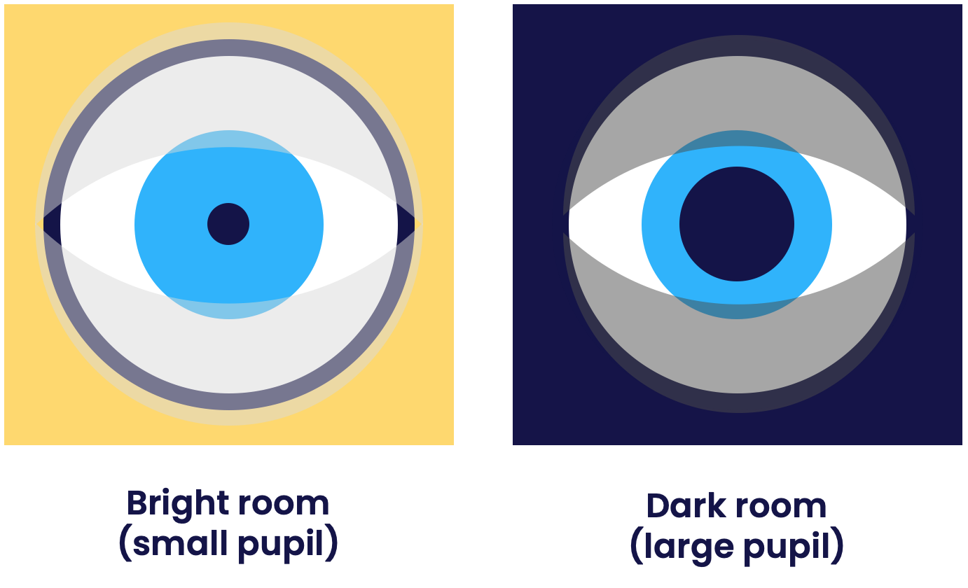 pupils in light and dark environments